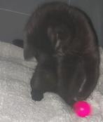 Kittens, Dieren en Toebehoren, Ophalen