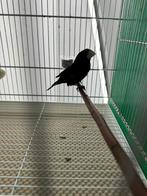 Twatwa repman, Mannelijk, Wildzangvogel, Tam