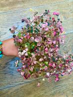 Oxalis pink vulcanicola stekjes, Huis en Inrichting, Kamerplanten, Ophalen of Verzenden, Overige soorten, Minder dan 100 cm