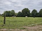24/7 plekje op gezellige stal., Dieren en Toebehoren, Stalling en Weidegang