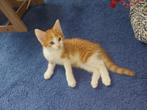 Half-Noorse Boskat-kitten, Dieren en Toebehoren, Katten en Kittens | Raskatten | Langhaar, Poes, Ontwormd