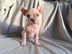 Knappe franse bulldog pups, 8 tot 15 weken, Meerdere, Meerdere dieren, Nederland