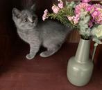 Super schattige Britse Korthaar kittens😻(mogen mee!), Dieren en Toebehoren, Katten en Kittens | Raskatten | Korthaar, Kater, Ontwormd