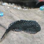 gastromyzon borneensis, Dieren en Toebehoren, Vissen | Aquariumvissen, Vis