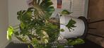 Grote mondtra kamer plant, Huis en Inrichting, Kamerplanten, Ophalen, Overige soorten, Minder dan 100 cm