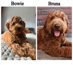 Verwacht australian labradoodle pups!, Rabiës (hondsdolheid), Overige rassen, 8 tot 15 weken, Meerdere