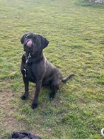 Zeer lief Cane corso teefje 3 jaar, Dieren en Toebehoren, Nederland, Overige rassen, CDV (hondenziekte), Teef