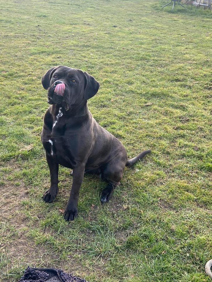 Zeer lief Cane corso teefje 3 jaar, Dieren en Toebehoren, Honden | Bulldogs, Pinschers en Molossers, Teef, Overige rassen, Fokker | Professioneel