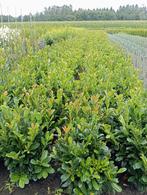 Prunus Bonaparte 40/60 - 60/80, Ophalen, Laurier, Minder dan 100 cm