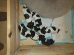 Jack Russel pups te koop, Dieren en Toebehoren, Honden | Jack Russells en Terriërs, Rabiës (hondsdolheid), Jack Russell Terriër