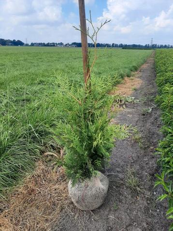 Thuja occidentalis Brabant westerse levensboom vanaf 90 cent beschikbaar voor biedingen