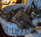 Maincoon/ Ragdoll kittens, Dieren en Toebehoren, Katten en Kittens | Raskatten | Langhaar, Kater, Gechipt, 0 tot 2 jaar