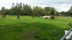 Er komt een plekje vrij op kleine pensionstal, Dieren en Toebehoren, Stalling en Weidegang, Weidegang, 1 paard of pony