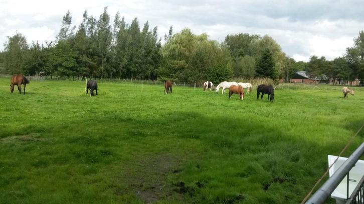 Er komt een plekje vrij op kleine pensionstal, Dieren en Toebehoren, Stalling en Weidegang, Stalling, Weidegang, Toebehoren, 1 paard of pony