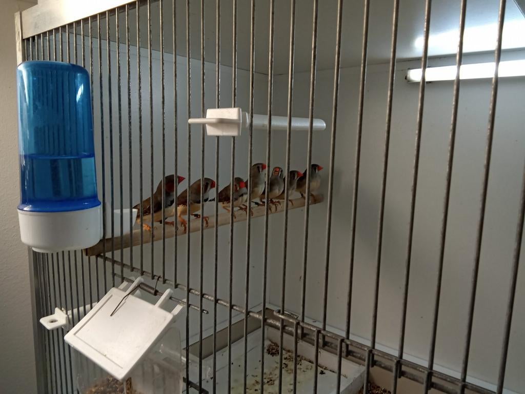 Kleine zebravinken, Dieren en Toebehoren, Ophalen of Verzenden