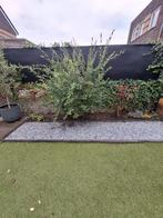 Bonte Wilg - Prachtige Tuinboom, Tuin en Terras, Overige soorten, Lente, 100 tot 250 cm, Ophalen