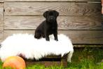 Sheprador pups, Dieren en Toebehoren, Overige rassen, CDV (hondenziekte), 8 tot 15 weken, Meerdere