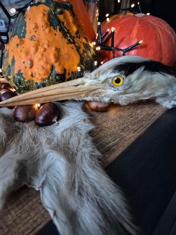 Opgezette, brocante kop van een reiger. beschikbaar voor biedingen