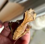 Wimpergekko / crested gecko harlequin dalmation, Dieren en Toebehoren, Hagedis, Tam, 0 tot 2 jaar