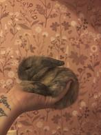 Baby konijntjes geboren op 24/10, Dieren en Toebehoren, Meerdere dieren, Overige typen, Tam, Oktober