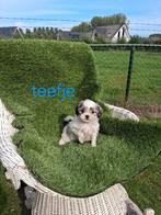 Te koop mooie speelse boomer pups, Dieren en Toebehoren, Honden | Chihuahua's en Gezelschapshonden, Overige rassen, CDV (hondenziekte)