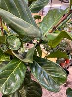 Ficus lyrata op stam – 250cm, Overige soorten, 100 tot 250 cm, Zomer, Ophalen