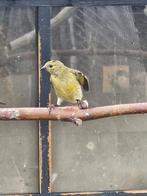 Te koop jonge zwartkopsijs man  van 2025., Meerdere dieren, Tropenvogel