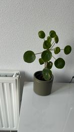 Pannenkoekenplant, Ophalen of Verzenden, Overige soorten, Minder dan 100 cm