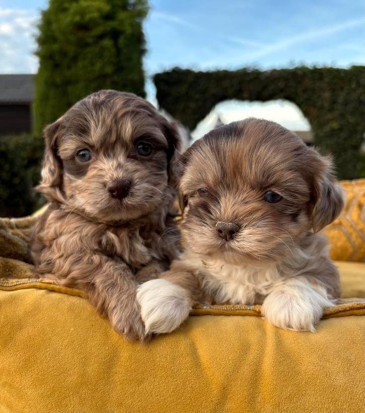 Boomer x Labradoodle mini pups, Dieren en Toebehoren, Honden | Chihuahua's en Gezelschapshonden, Meerdere dieren, Overige rassen