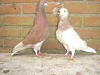 Sierduiven *, Dieren en Toebehoren, Vogels | Duiven