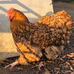 Orpington groot, Dieren en Toebehoren, Meerdere dieren, Kip