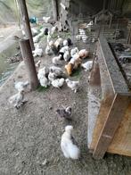 Tk. Sierkippen graag telefonisch 06 57246852., Dieren en Toebehoren, Pluimvee, Vrouwelijk, Kip