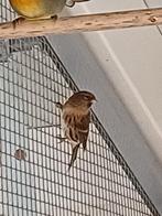 Barmsijs pop. Uit buiten voliere, Dieren en Toebehoren, Vogels | Overige Vogels, Vrouwelijk, Wildzangvogel