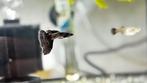 Black metal lace guppy. Nog 2 koppel/trio's beschikbaar!, Dieren en Toebehoren, Vissen | Aquariumvissen, Vis