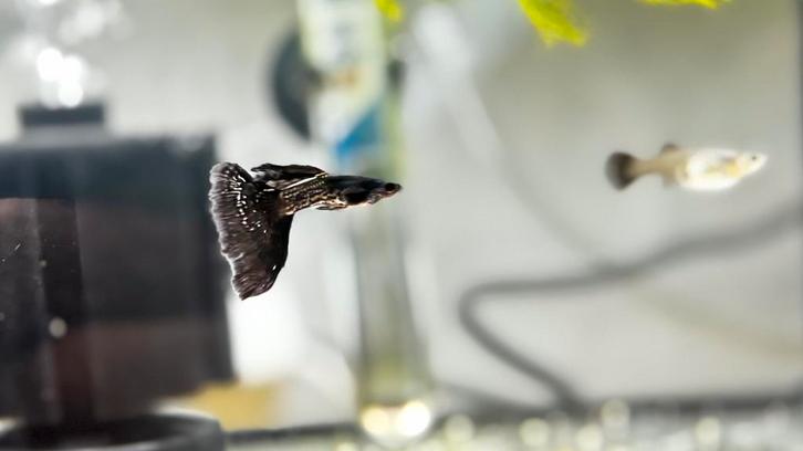 Black metal lace guppy. Nog 2 koppel/trio's beschikbaar!, Dieren en Toebehoren, Vissen | Aquariumvissen, Vis