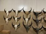 Buffelschedels echte Buffel schedels gegraveerd/bewerkt, Ophalen of Verzenden