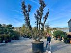 Dubbelstam kurkeik ( Quercus suber) 60/80 stamomtrek te koop, Ophalen, Volle zon, Overige soorten