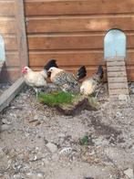 Trio Groninger meeuw citroenpel kriel, Dieren en Toebehoren, Pluimvee, Meerdere dieren, Kip