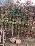 Leivorm photinia red Robin 100-150-180-200 stam groenblijven, Tuin en Terras, Planten | Bomen, Ophalen of Verzenden