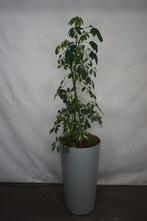 Planten binnenplanten kantoorplanten in hoge pot op wielen, Overige soorten, In pot, 150 tot 200 cm, Groene kamerplant