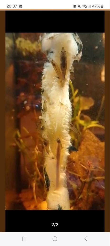 Neocaridina Wildkleur (leidingwater), Dieren en Toebehoren, Vissen | Aquariumvissen, Kreeft, Krab of Garnaal