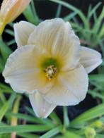 Hemerocallis 'Longfields Pearl' (Daglelie), Tuin en Terras, Halfschaduw, Zomer, Vaste plant, Overige soorten