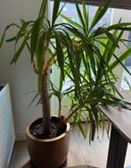 Kamerplant 160cm, Ophalen, Halfschaduw, 150 tot 200 cm