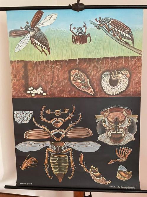 Schoolplaat van de Meikever door Jung-Koch-Quentell, Antiek en Kunst, Antiek | Schoolplaten, Natuur en Biologie, Ophalen of Verzenden