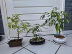Diverse Bonsai Collectie, Vaste plant, Bloeit niet, Halfschaduw, Ophalen