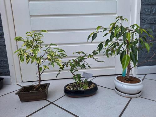 Diverse Bonsai Collectie, Tuin en Terras, Planten | Tuinplanten, Vaste plant, Overige soorten, Halfschaduw, Bloeit niet, Ophalen