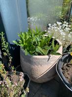 Vaste tuin plant met grote pot  €8, Tuin en Terras, Planten | Tuinplanten, Ophalen, Zomer, Overige soorten, Halfschaduw