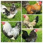 Hollandse kriel  haantjes sierkippen  kriel kippen, Dieren en Toebehoren, Pluimvee, Kip, Mannelijk