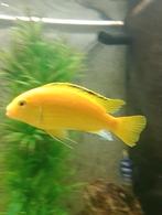 Malawi chicliden labidohromis caraulus yellow man, Dieren en Toebehoren, Ophalen