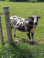 Bonte Ram 2 jaar oud, Dieren en Toebehoren, Schapen, Geiten en Varkens, Mannelijk, Schaap